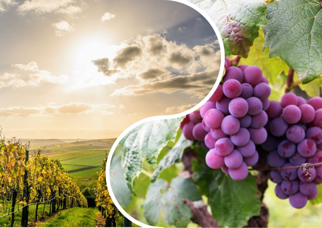 Садівники розповіли, які сорти винограду на зиму не потребують укриття