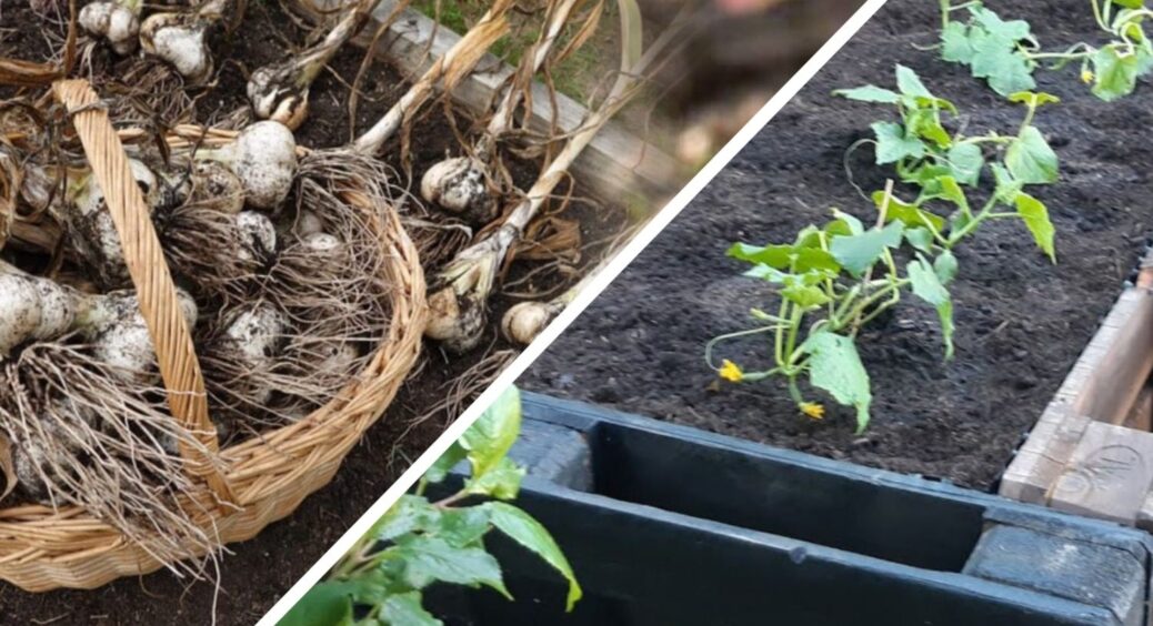 Грядка після часнику — справжній Клондайк: 3 рослини, які встигнуть вирости й принесуть неабияку користь 