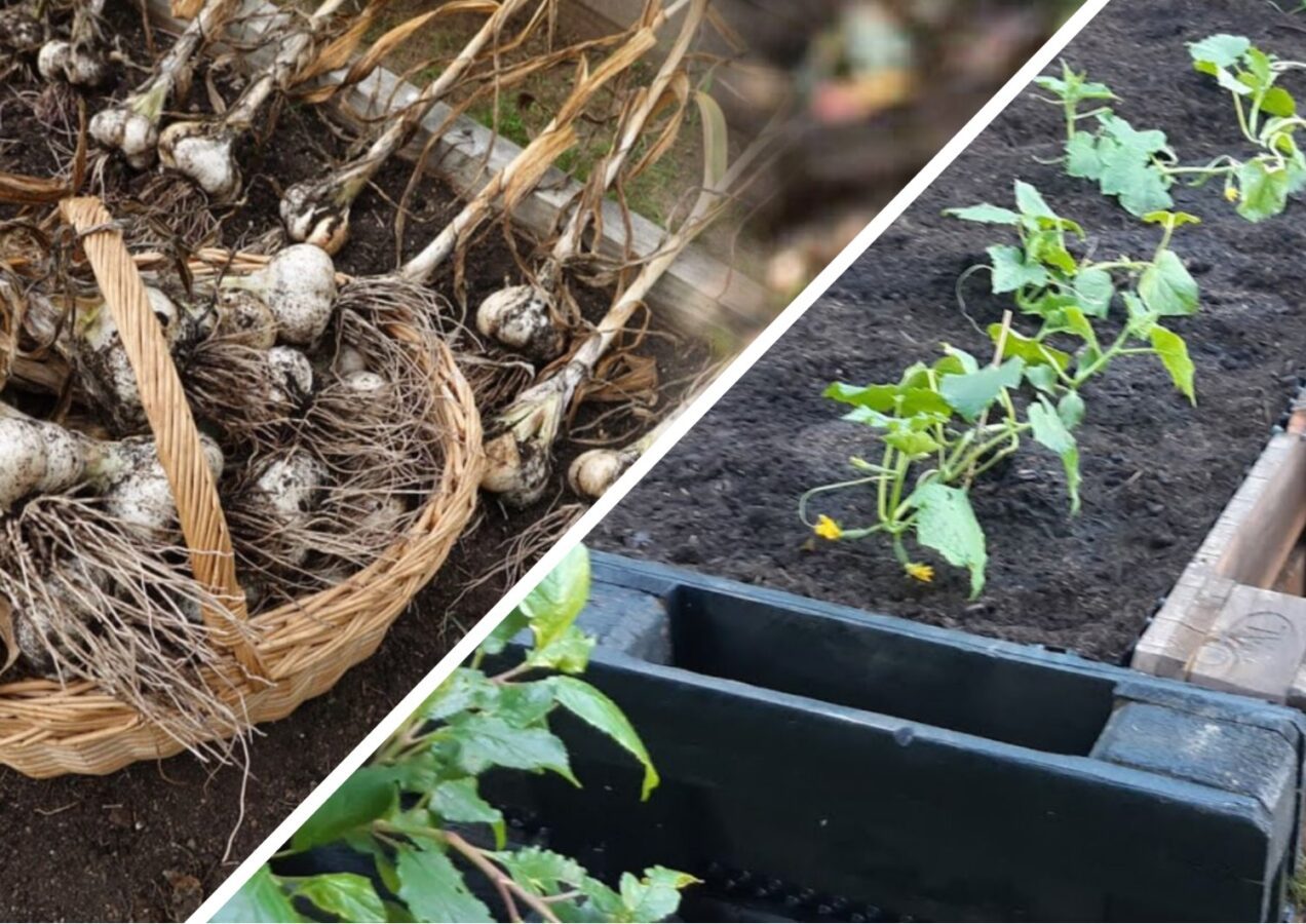 Городники розповіли, що посадити на грядці після збору часнику