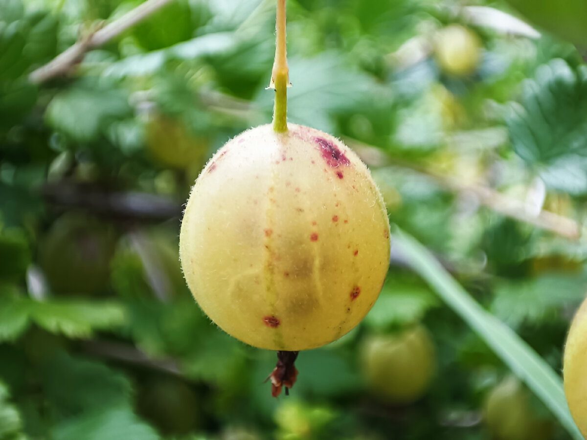 Садівники розповіли, як підготувати аґрус до зими, аби кущі не вимерзали та порадували врожаєм