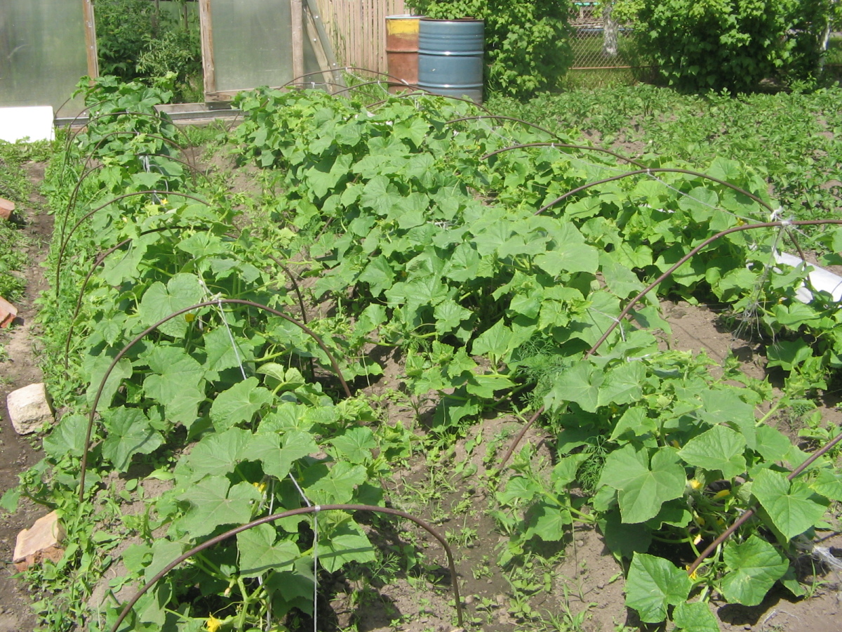Експерти пояснили, як надійно захистити огірки від борошнистої роси доступним засобом