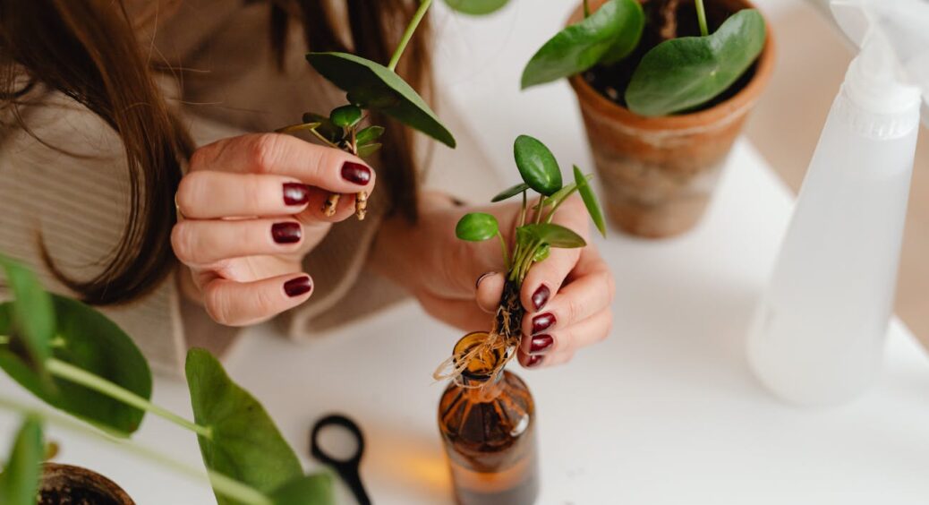 2–3 дні й коріння попре у будь-якого живця: солодкий стимулятор для всіх рослин готую за бабиним рецептом 