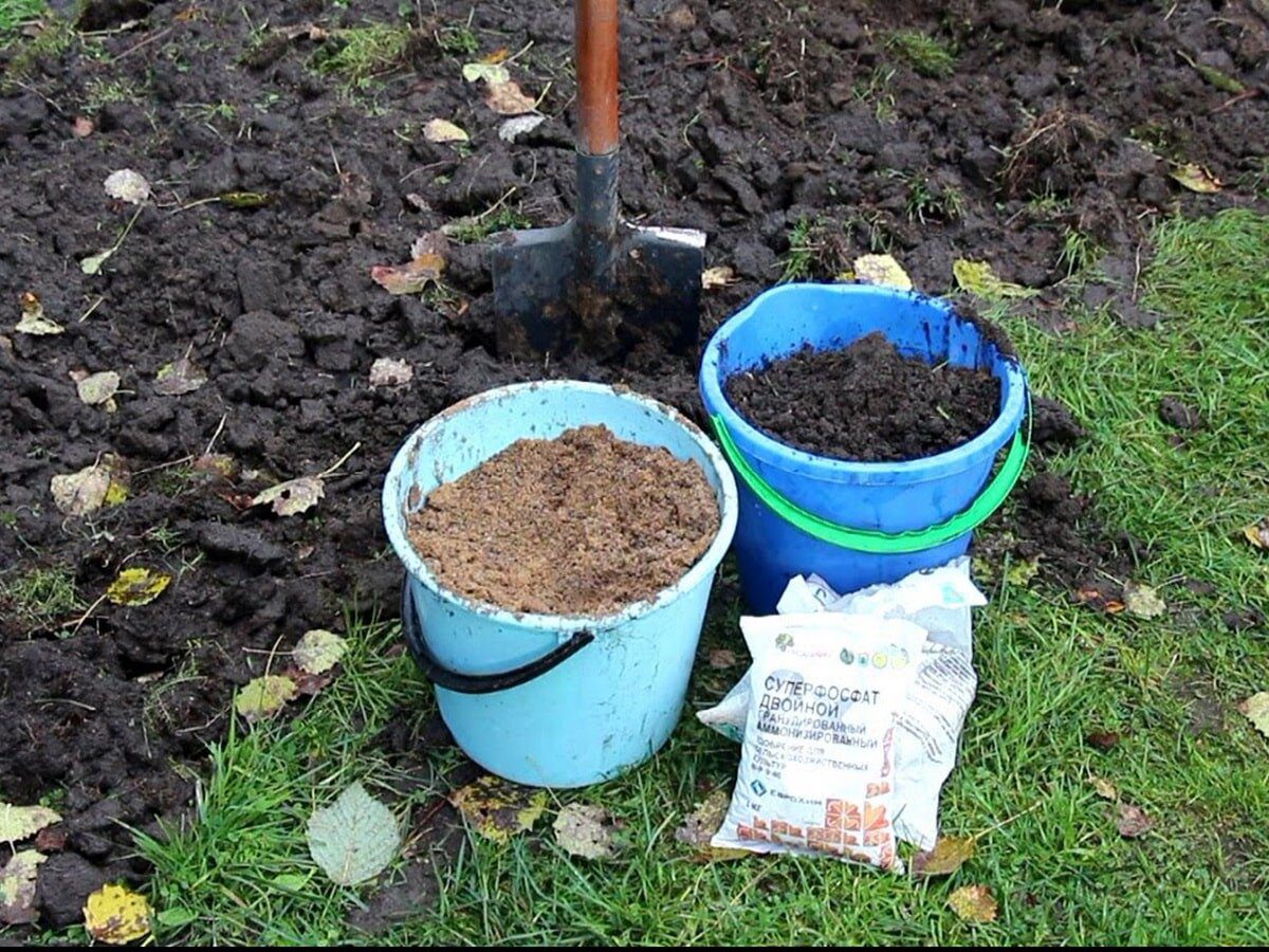 Експерти розповіли, як правильно використовувати суперфосфат