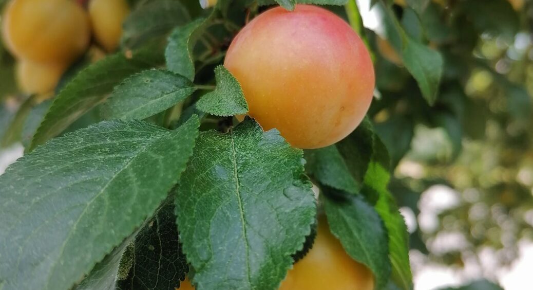 Раджу і буду радити всім: цей сорт абрикосу не боїться потужних заморозків до -40 – і врожай стабільний 