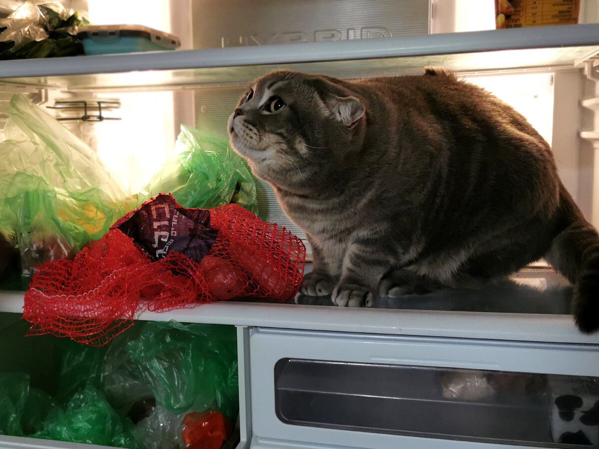 Експерти розповіли, яка прихована функція холодильника допоможе йому працювати тихіше