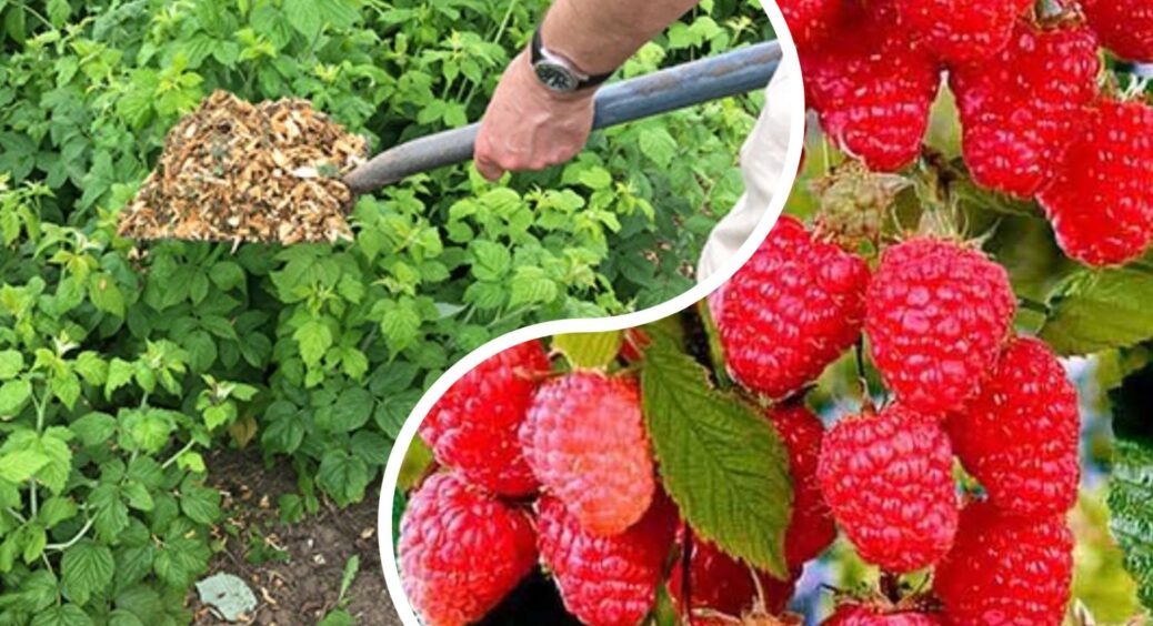 Малина “забастувала” через погоду? Бабуся з села навчила мене “будити” ягоди одним простим трюком 