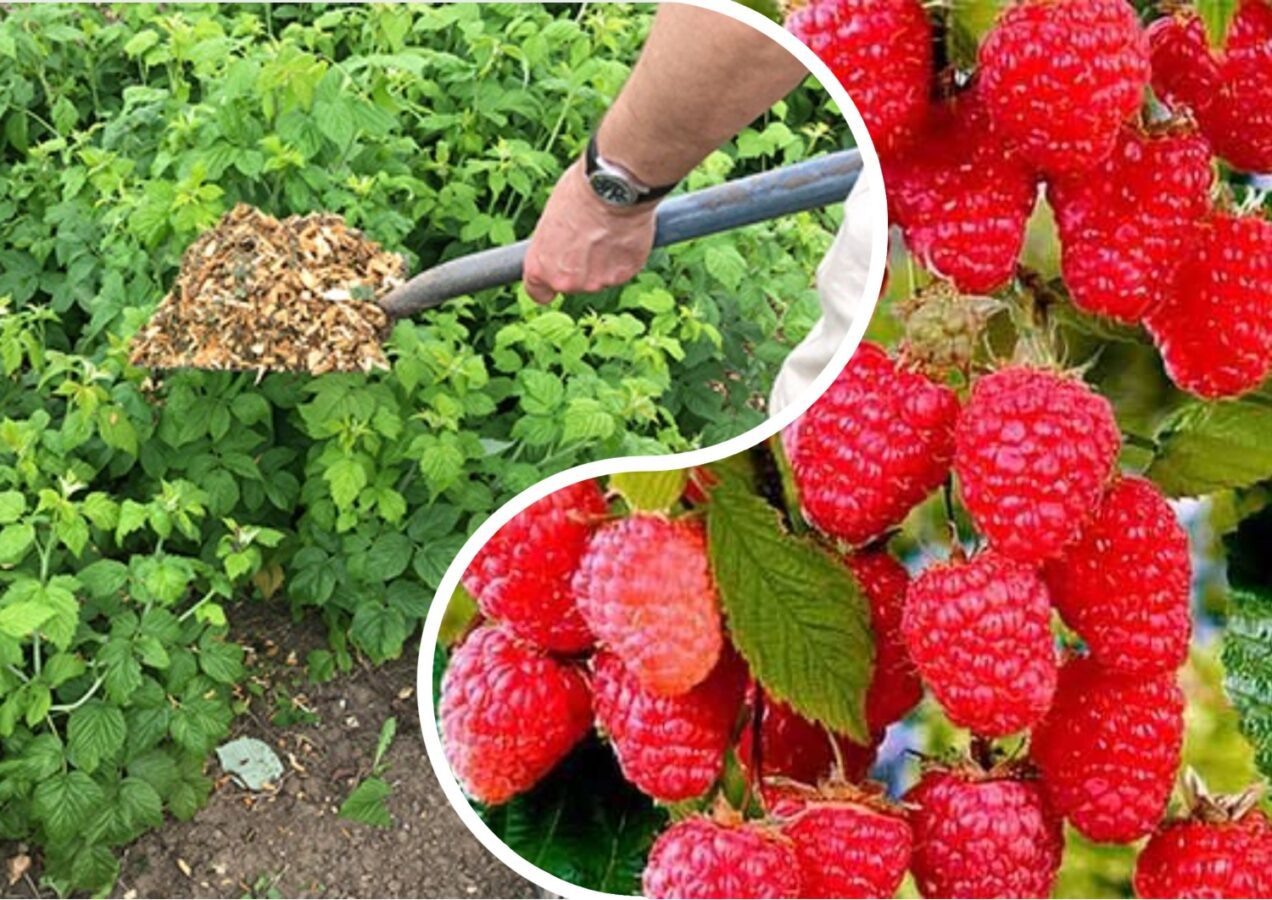 Експерти розповіли, як формувати ремонтантну малину