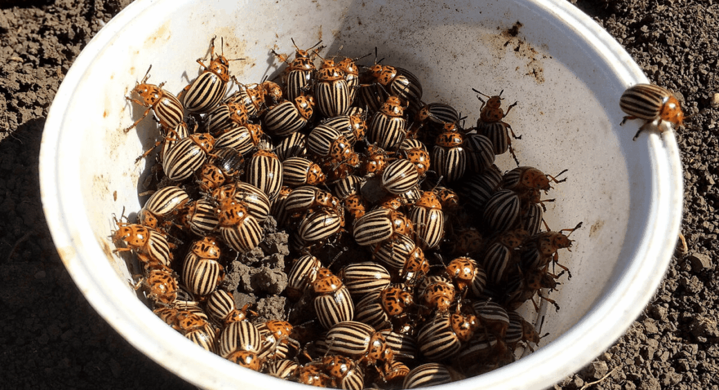 Всю зиму збираю ці 2 інгредієнти, щоб у новому сезоні не дати колораду шансів: тільки це “рятує” мої посадки 