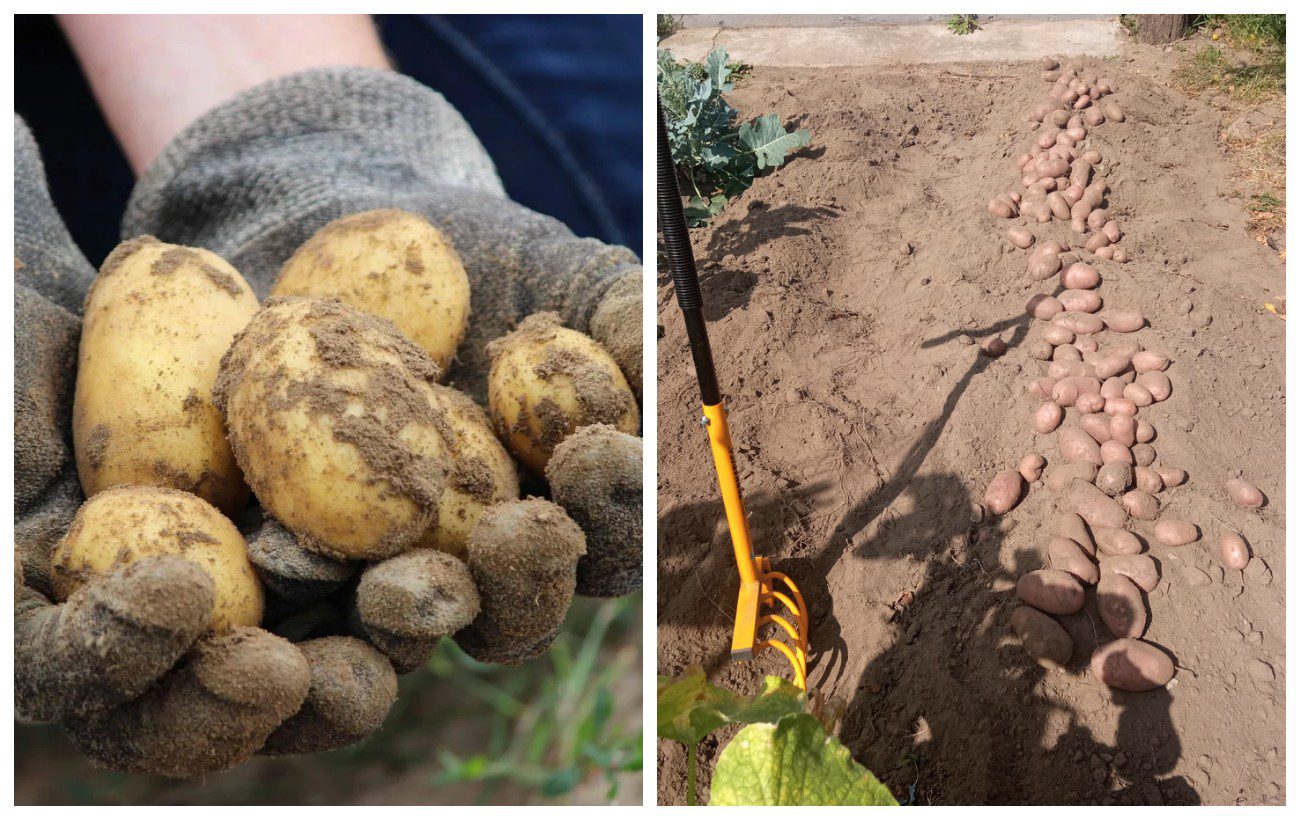 Як збільшити урожайність картоплі посадкою в траншеї
