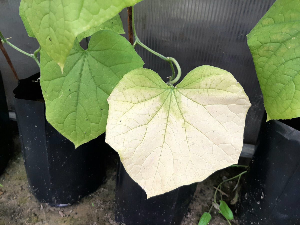 Городники розповіли, як допомогти огіркам повернути здоровий вигляд, якщо листя жовтіє