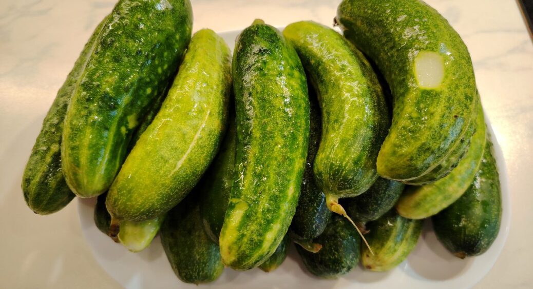 Коли мені було 38, свекруха навчила секрету: що робити з огірками-переростками – порятунок для врожаю 