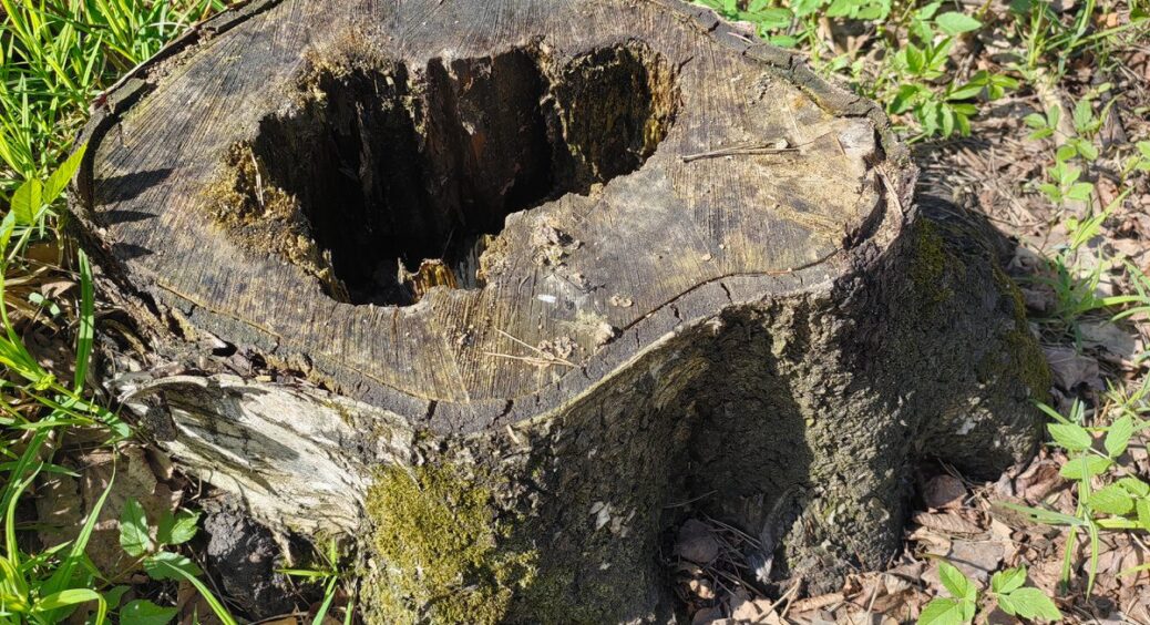 Старий пеньок стояв 10 років – змішала золу з цим: через добу він розсипався, а я не копала взагалі 