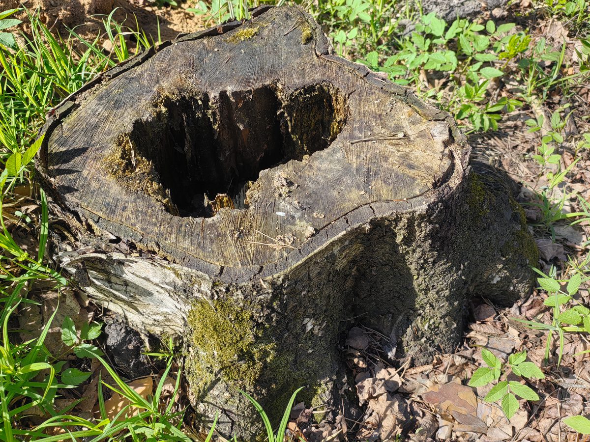 Експерти розповіли, як позбутись від пенька на ділянці без особливих зусиль і клопоту