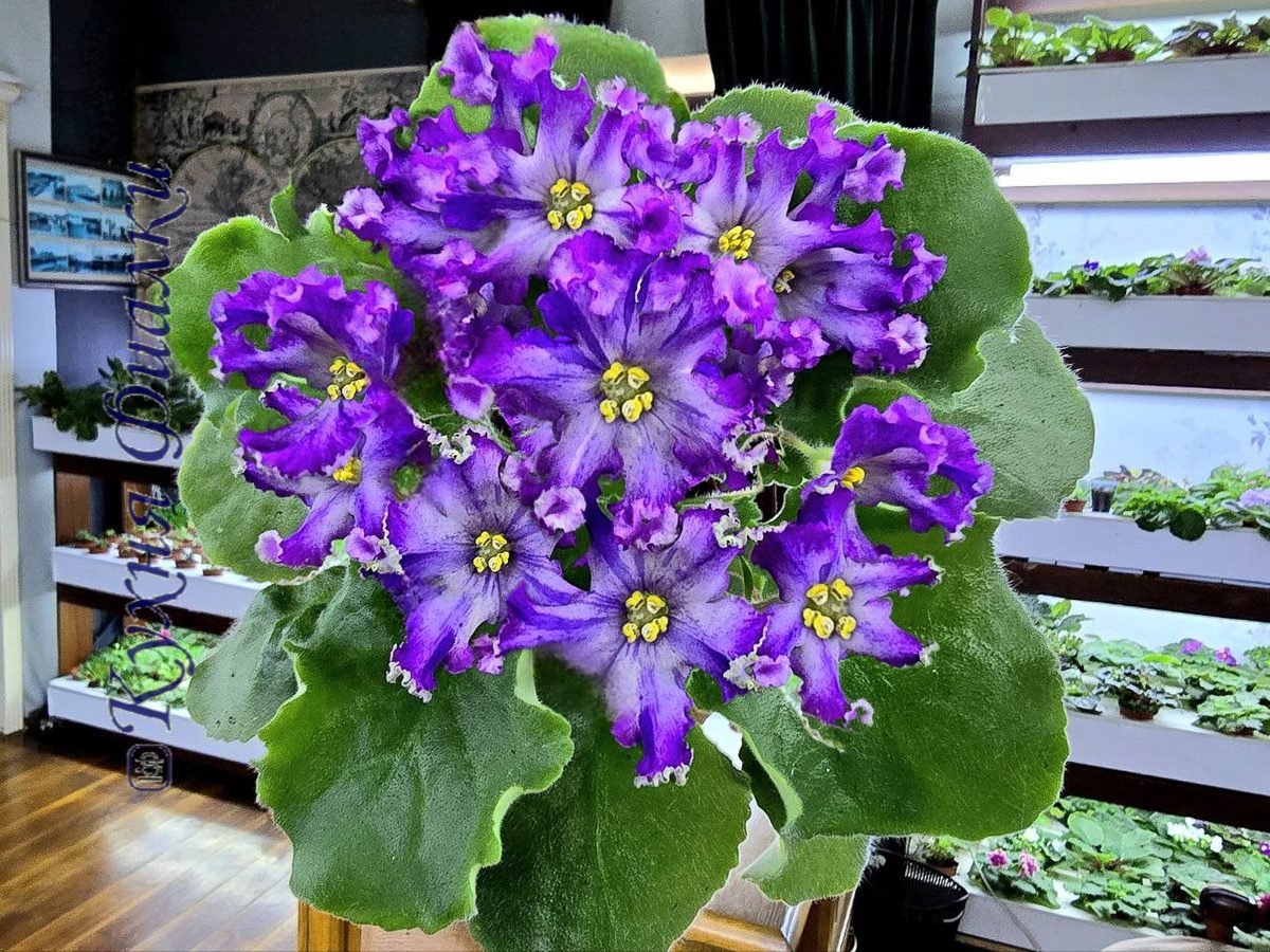 Садівники назвали дієве добриво для цвітіння фіалок 