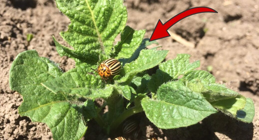 Колорадський жук і близько не підійде: що я саджу поруч з картоплею, що не треба “труситися” за врожай 