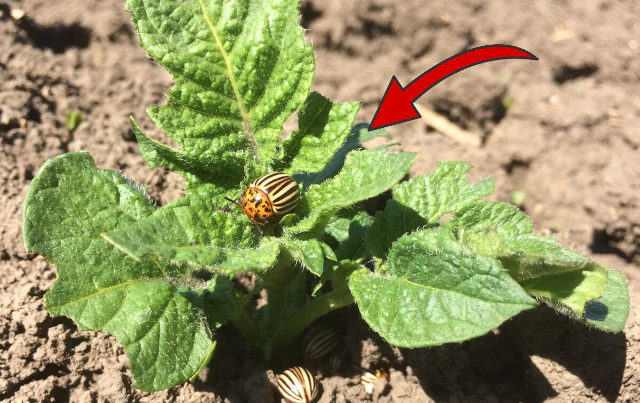 Як позбутись від колорадського жука