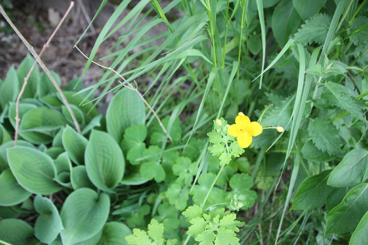 Експерти розповіли, як позбутись від бур'янів без сапки та лопати за допомогою солі та соди