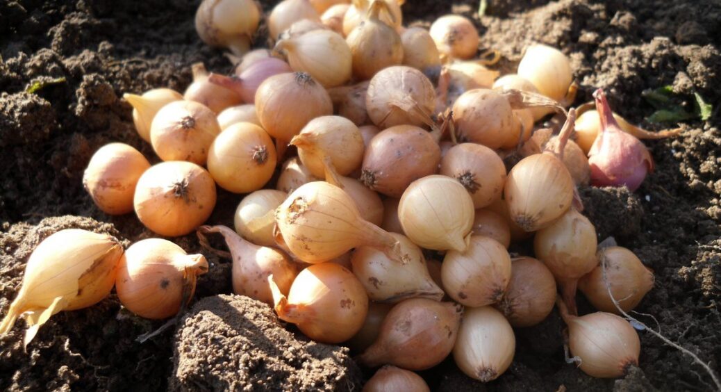 Обираю тільки ці 3 сорти цибулі, а сусіди мені “тихо заздрять”: з грядки викопую по 6 кг і продаю 