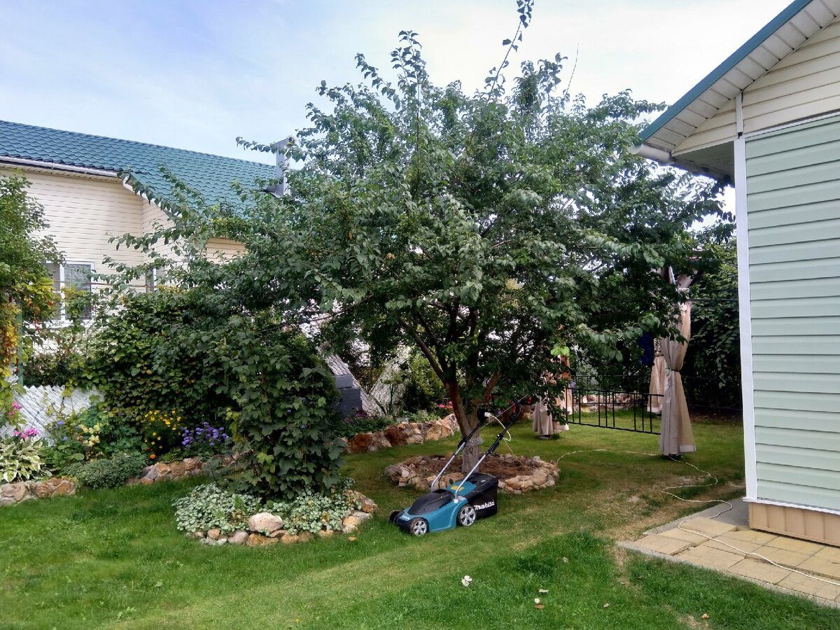 Експерти порадили найкраще добриво для формування міцних зав'язей сливи – підживлення у серпні