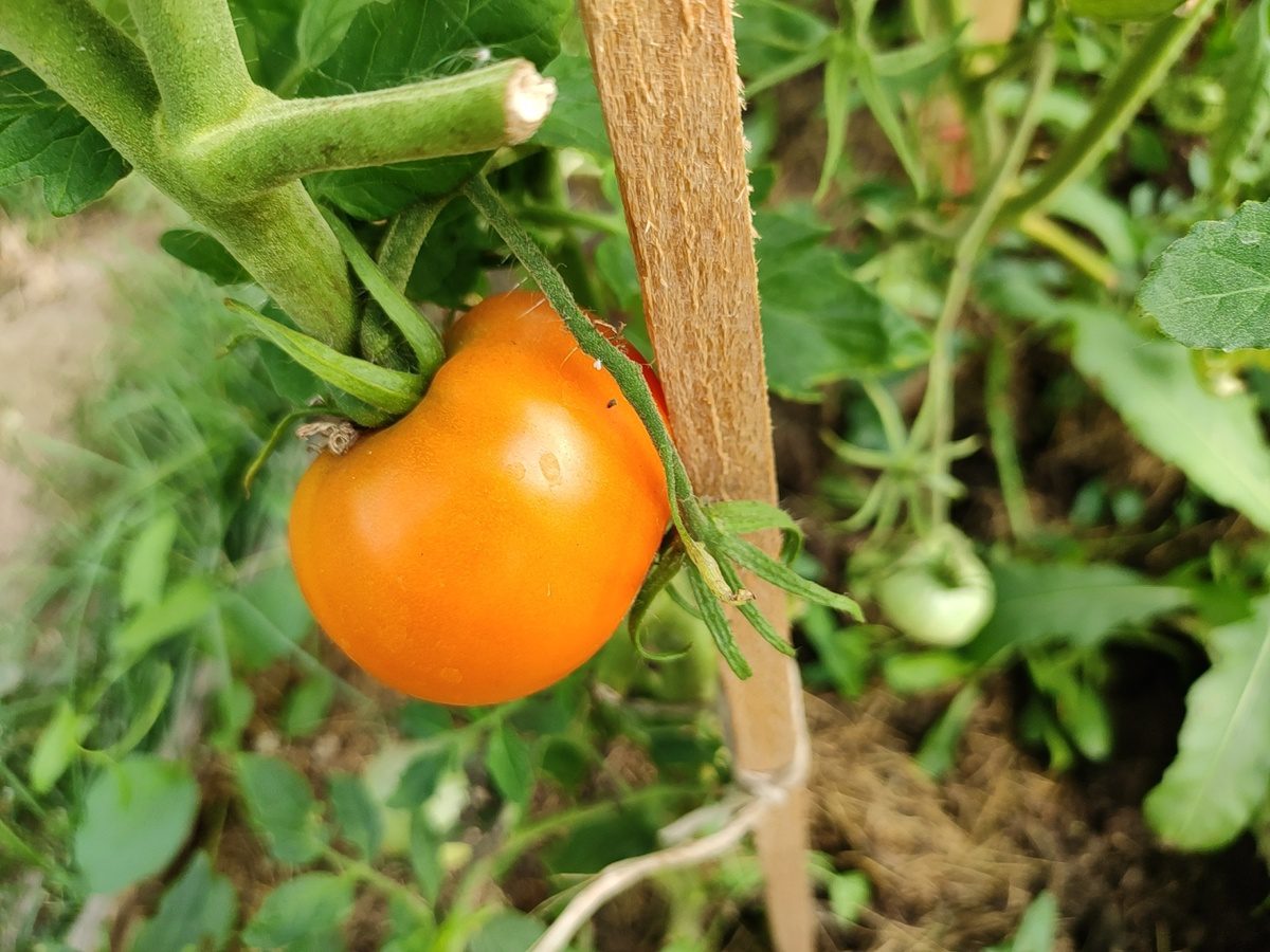  Городники пояснили, чому у томатів з'являється прожилка