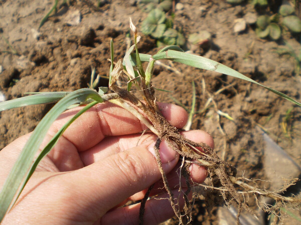 Експерти розповіли, як позбутись від бур'янів без сапки та лопати за допомогою солі та соди