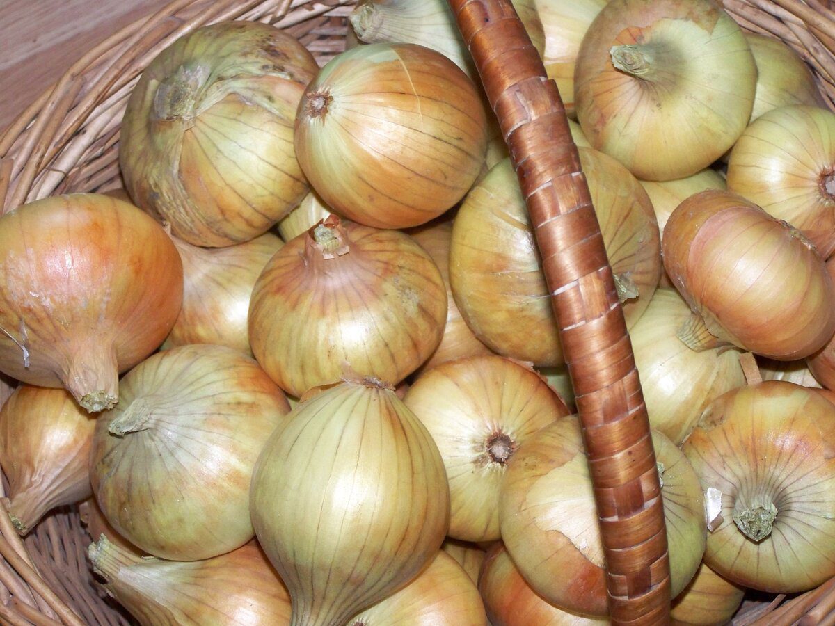 Городники розповіли, яке добриво найкраще використовувати для вирощування соковитої цибулі