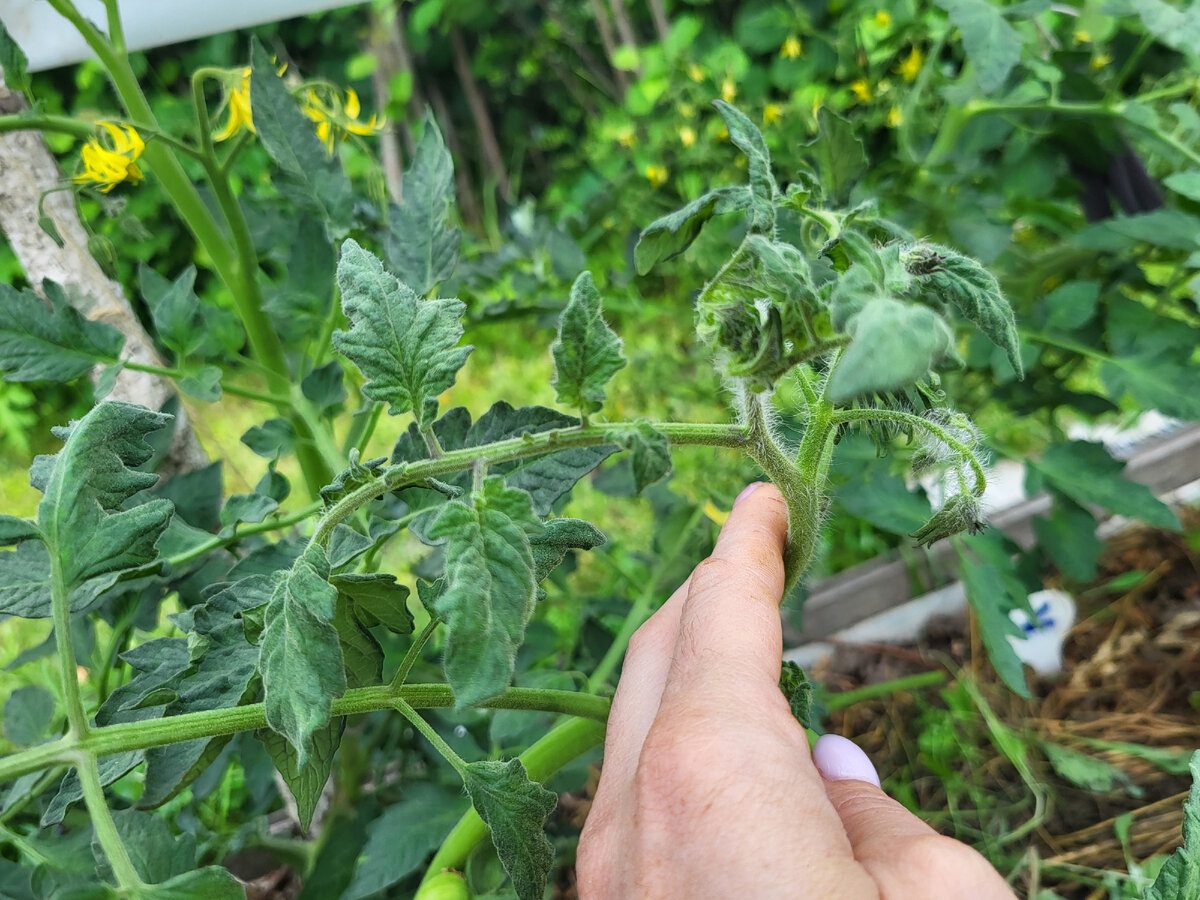 Агрономи розповіли, чи можна класти ботву від помідорів у компост 