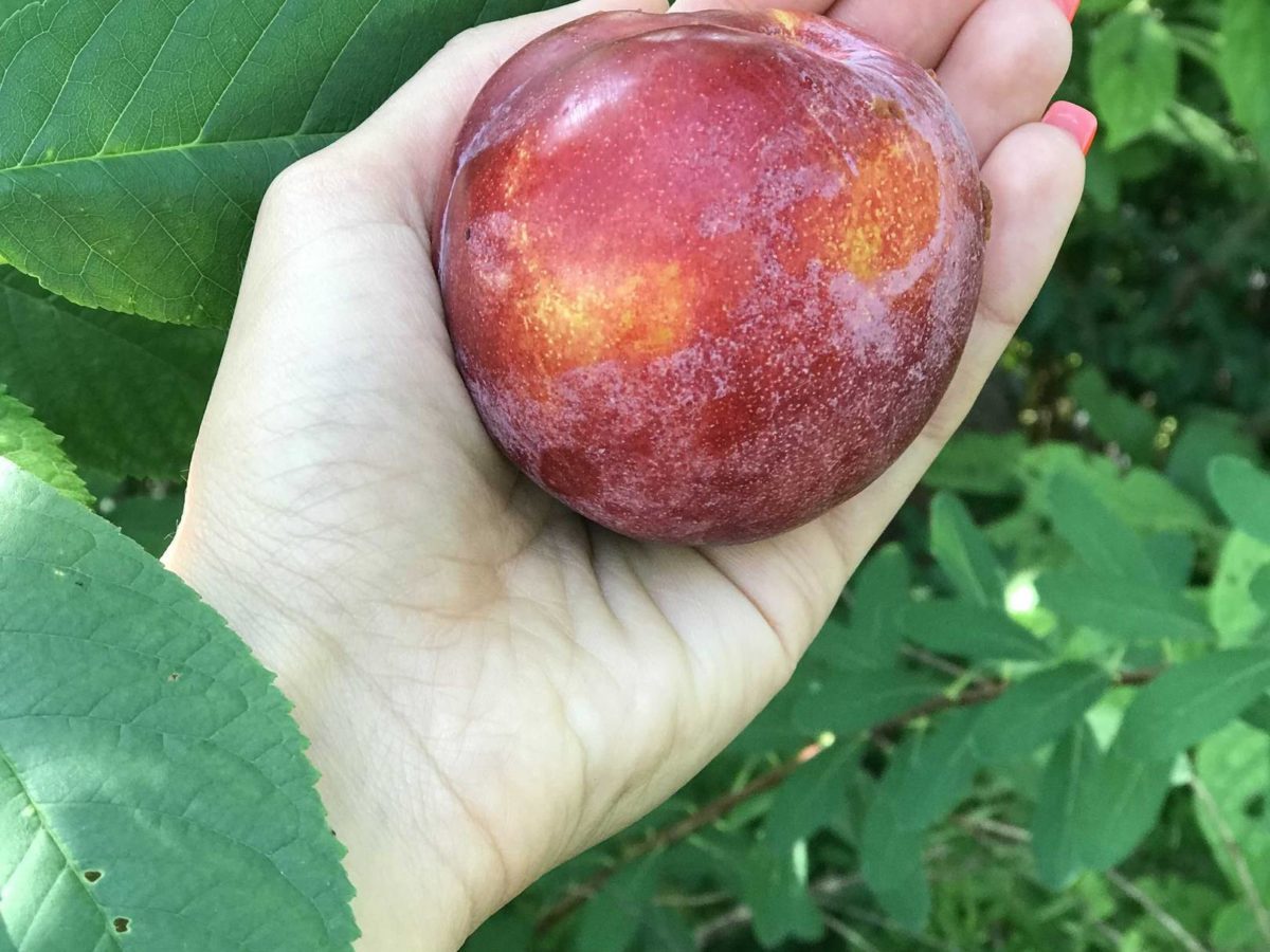 Експерти порадили найкраще добриво для формування міцних зав'язей сливи – підживлення у серпні