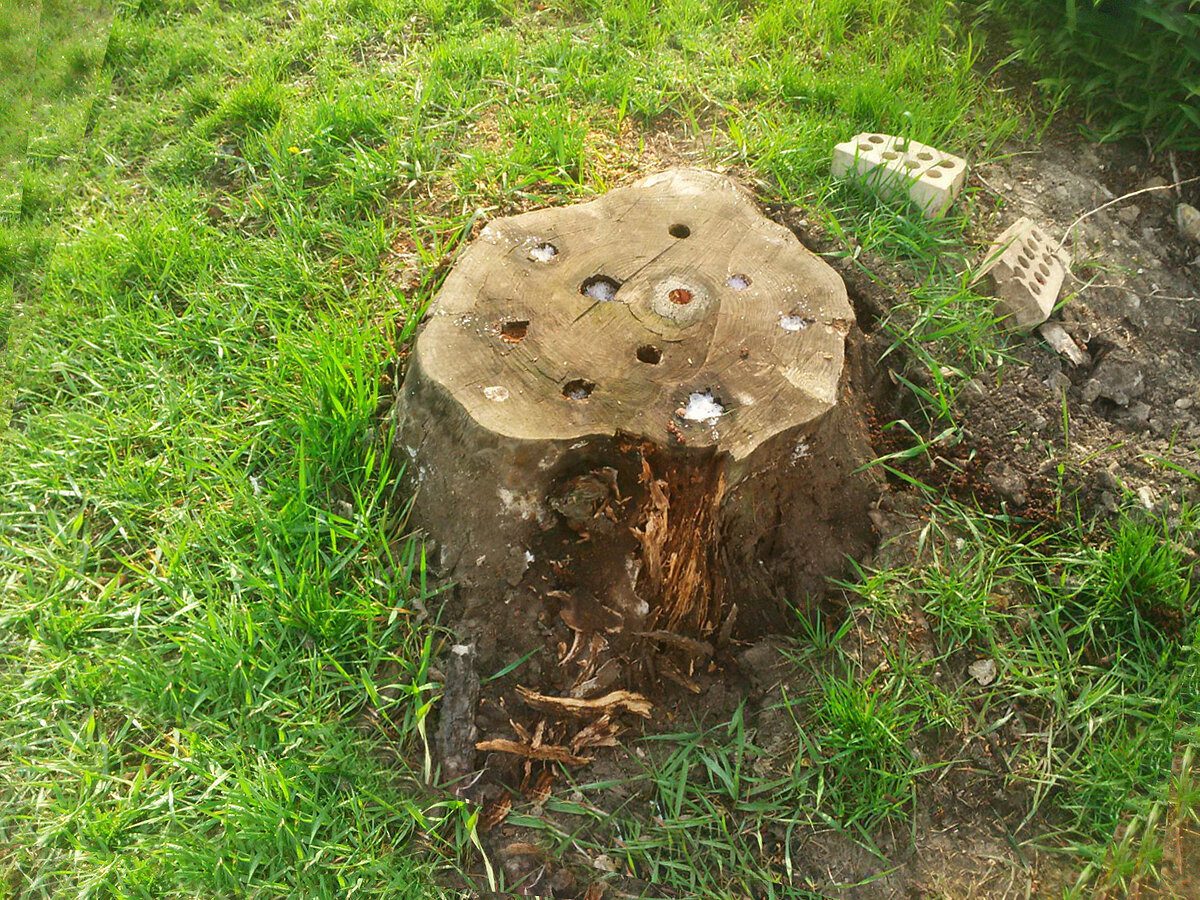 Експерти розповіли, як позбутись від пенька на ділянці без особливих зусиль і клопоту