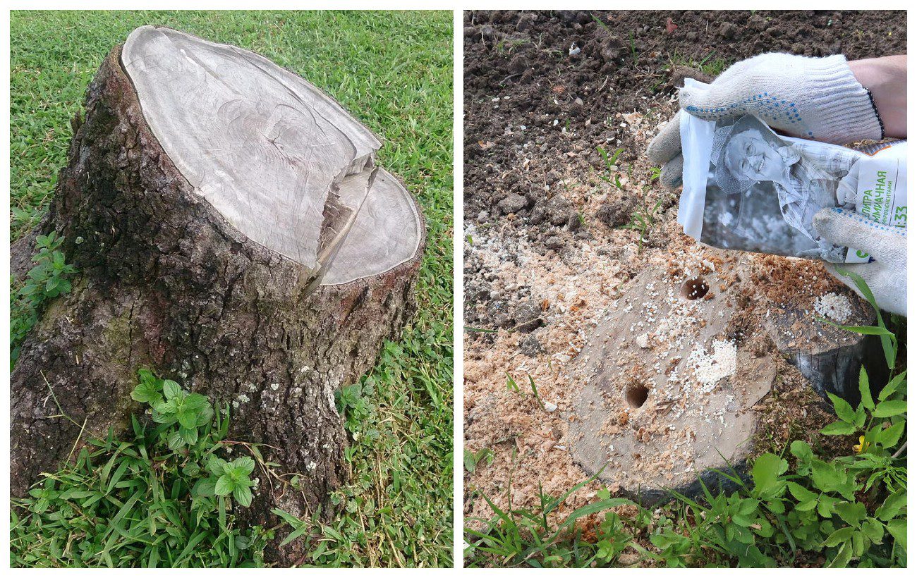 Як позбутись від пенька на ділянці