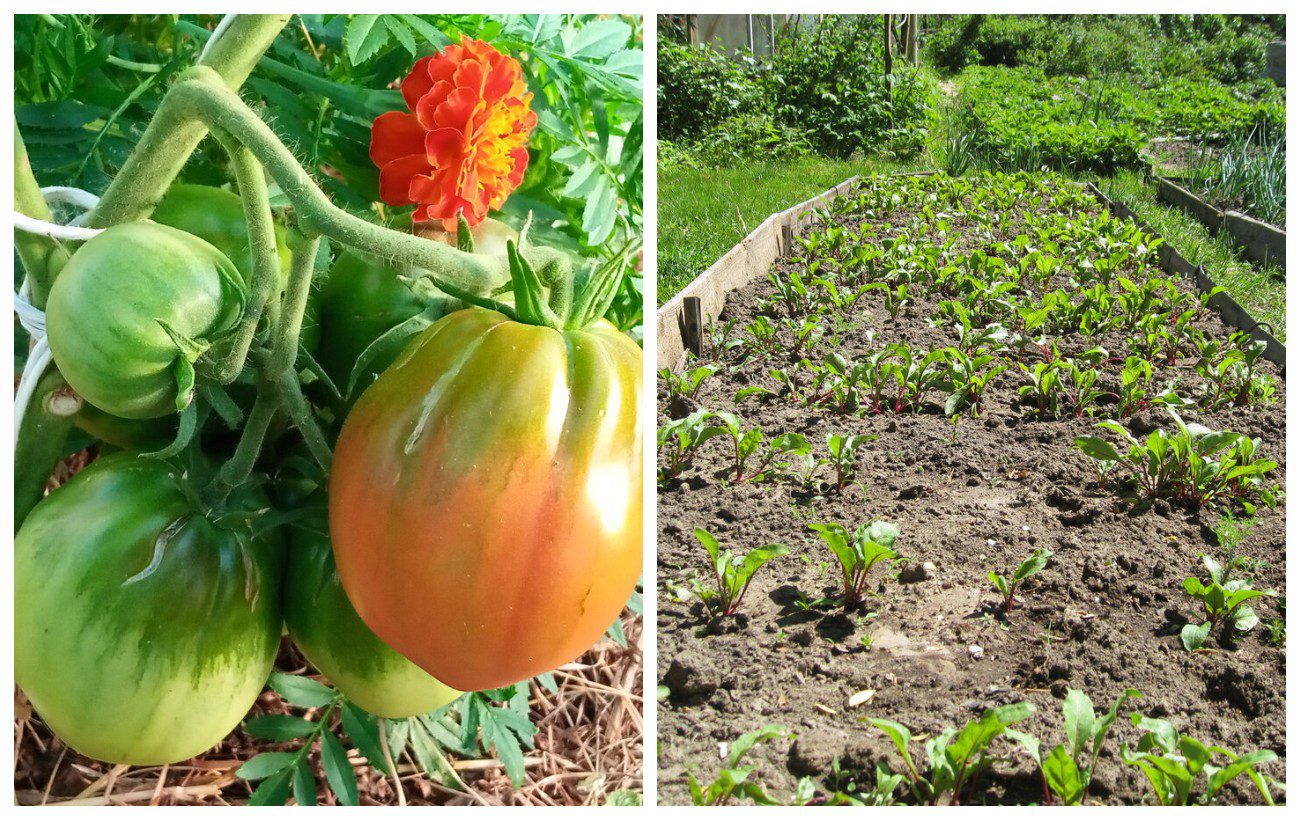 Як оновити ґрунт після вирощування томатів