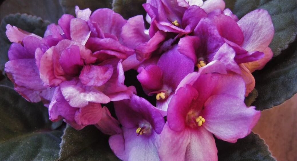 Всього 1 ложку під корінь – і фіалка цвістиме постійно: листя не буде видно за пишними бутонами 