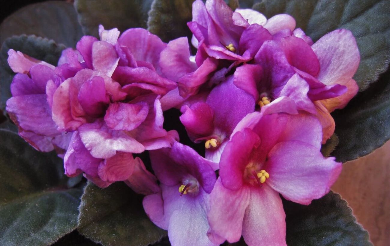 Садівники назвали чудо-добриво для цвітіння фіалки 