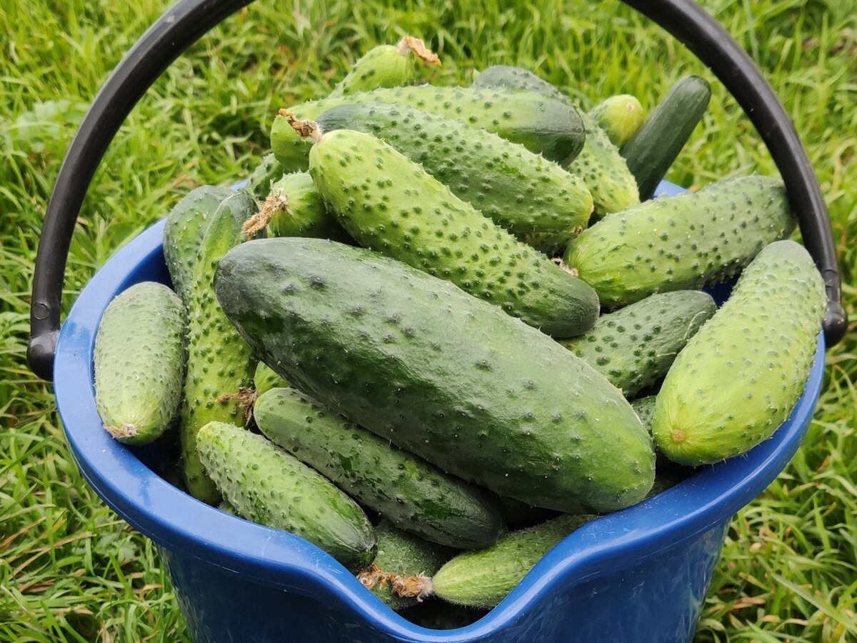 Городники розповіли, чим у вересні підживити огірки для продовження плодоношення 