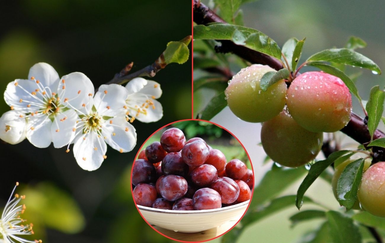 Як підживлювати сливу в період плодоношення