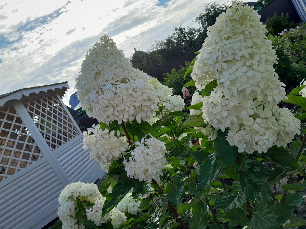 Садівники розповіли, як покращити цвітіння гортензії старим і перевіреним часом способом
