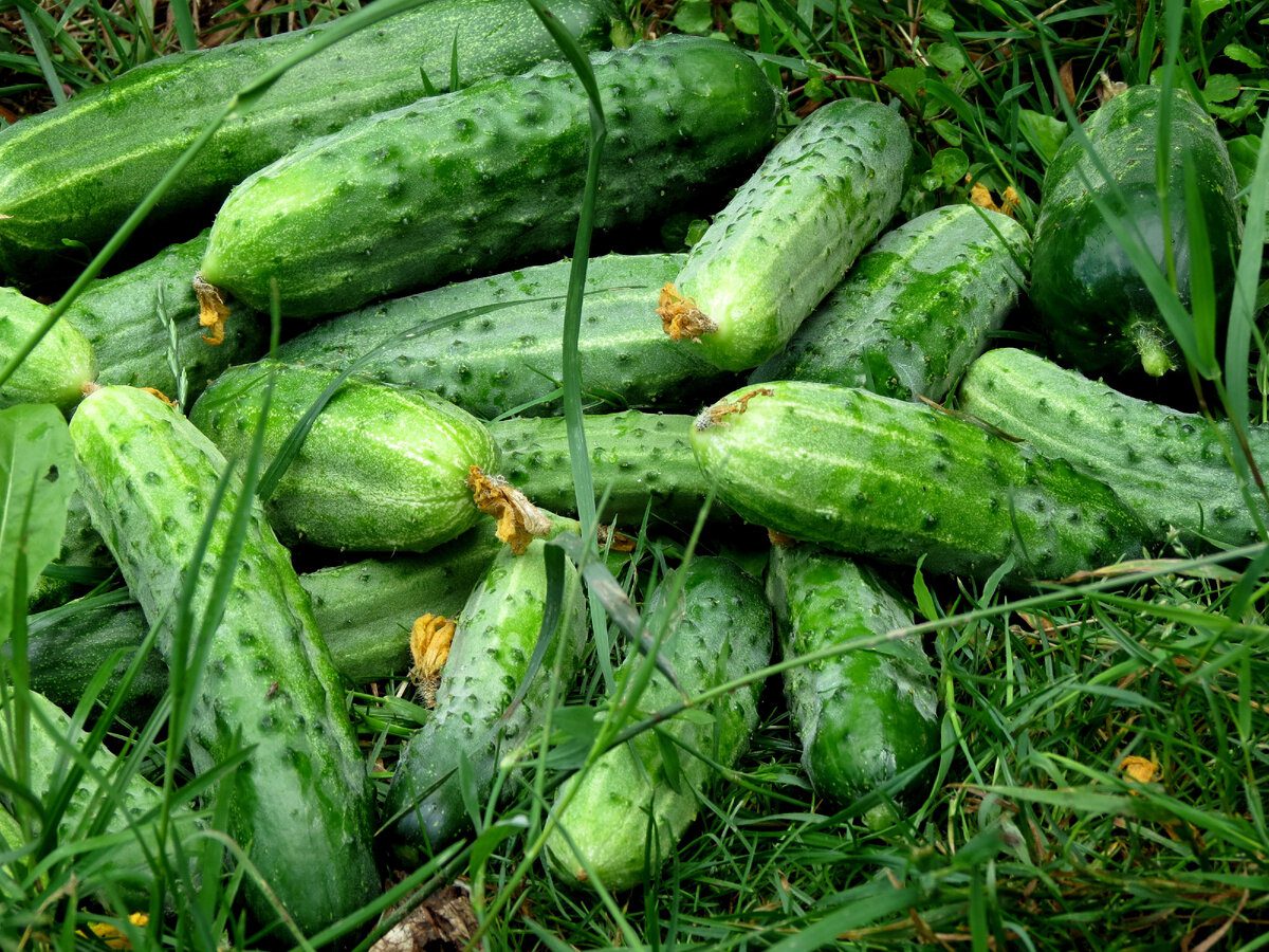 Городники розповіли, чим підживлювати огірки, щоб не було гіркоти і кривизни