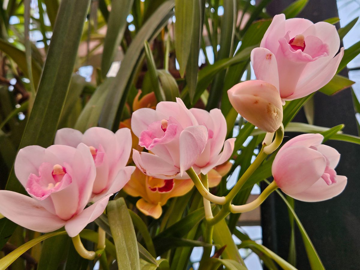 Експерти розповіли, яке добриво найкраще підійде для орхідеї – зацвіте після першого ж внесення