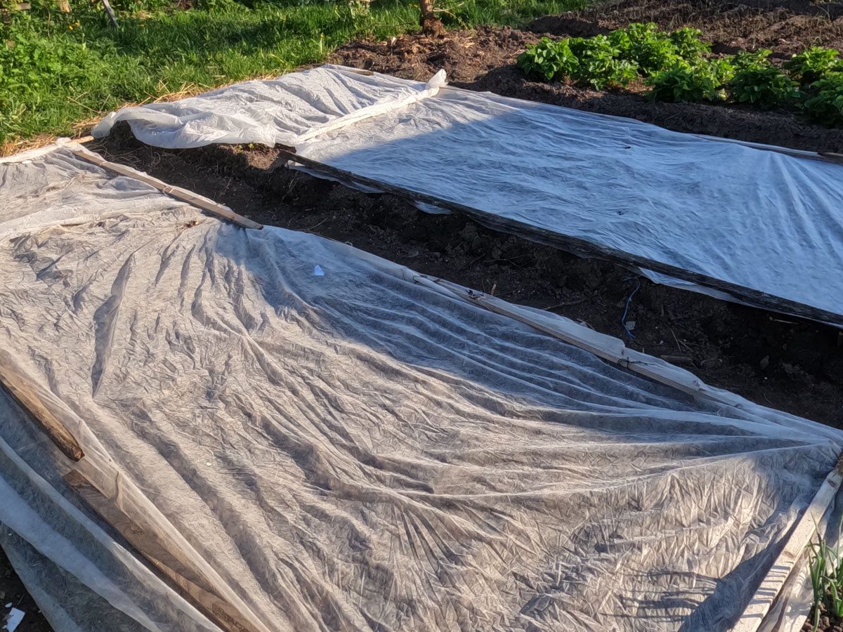 Експерти розповіли, як можна використовувати спанбонд на власній ділянці для врожайності