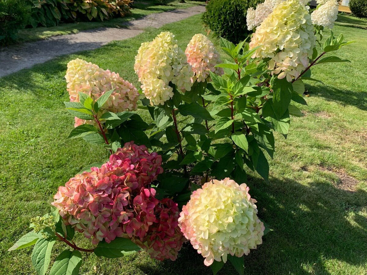 Садівники розповіли, як покращити цвітіння гортензії старим і перевіреним часом способом