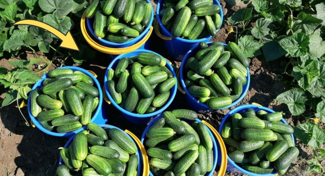 1 огірок “переміг” за розмірами 3 кабачки: розкриваю секрет добрива, з яким урожайність – 100% 