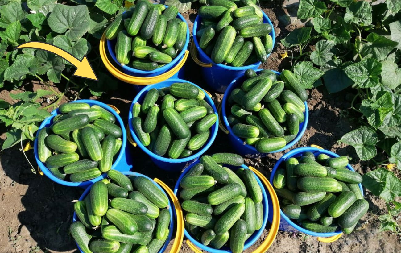 Городники розповіли, чим підживити у вересні огірки, щоб вони рясно плодоносили