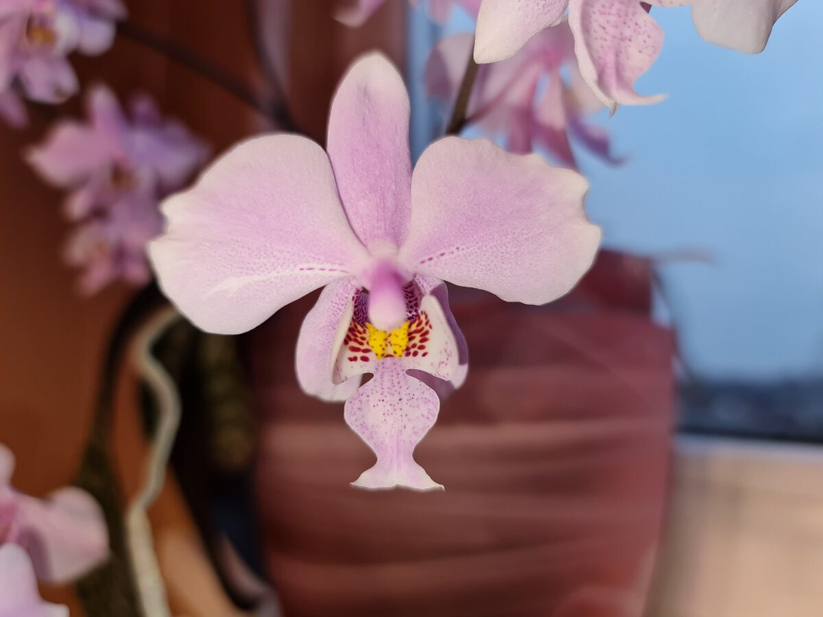 Експерти розповіли, яке добриво найкраще підійде для орхідеї – зацвіте після першого ж внесення