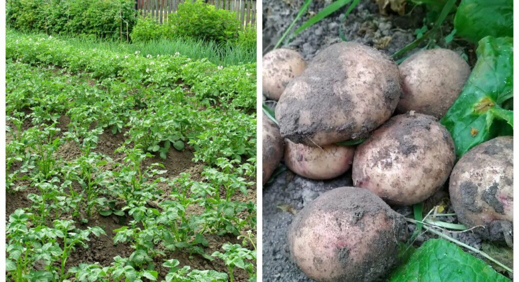 Картоплю саджаю на тому ж місці, але дротяника і парші – ну немає! Все завдяки 1 трюку при обробці бульб 