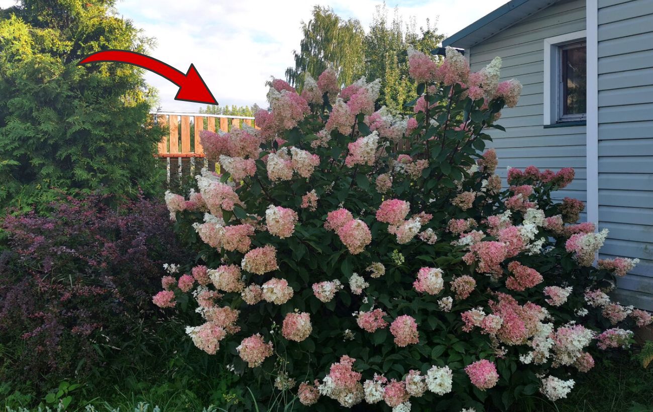 Садівники розповіли, чому не можна вирощувати гортензію біля будинку
