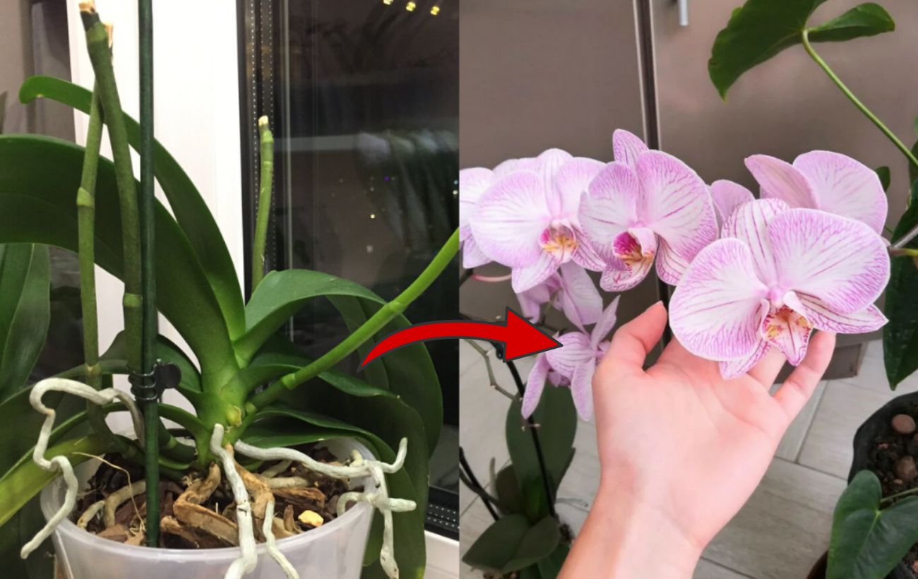 Добриво для цвітіння орхідей