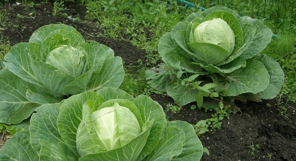 Пізні сорти капусти лише цього й чекають: правильна “бовтанка” – і збираю качани розміром з футбольний м’яч 