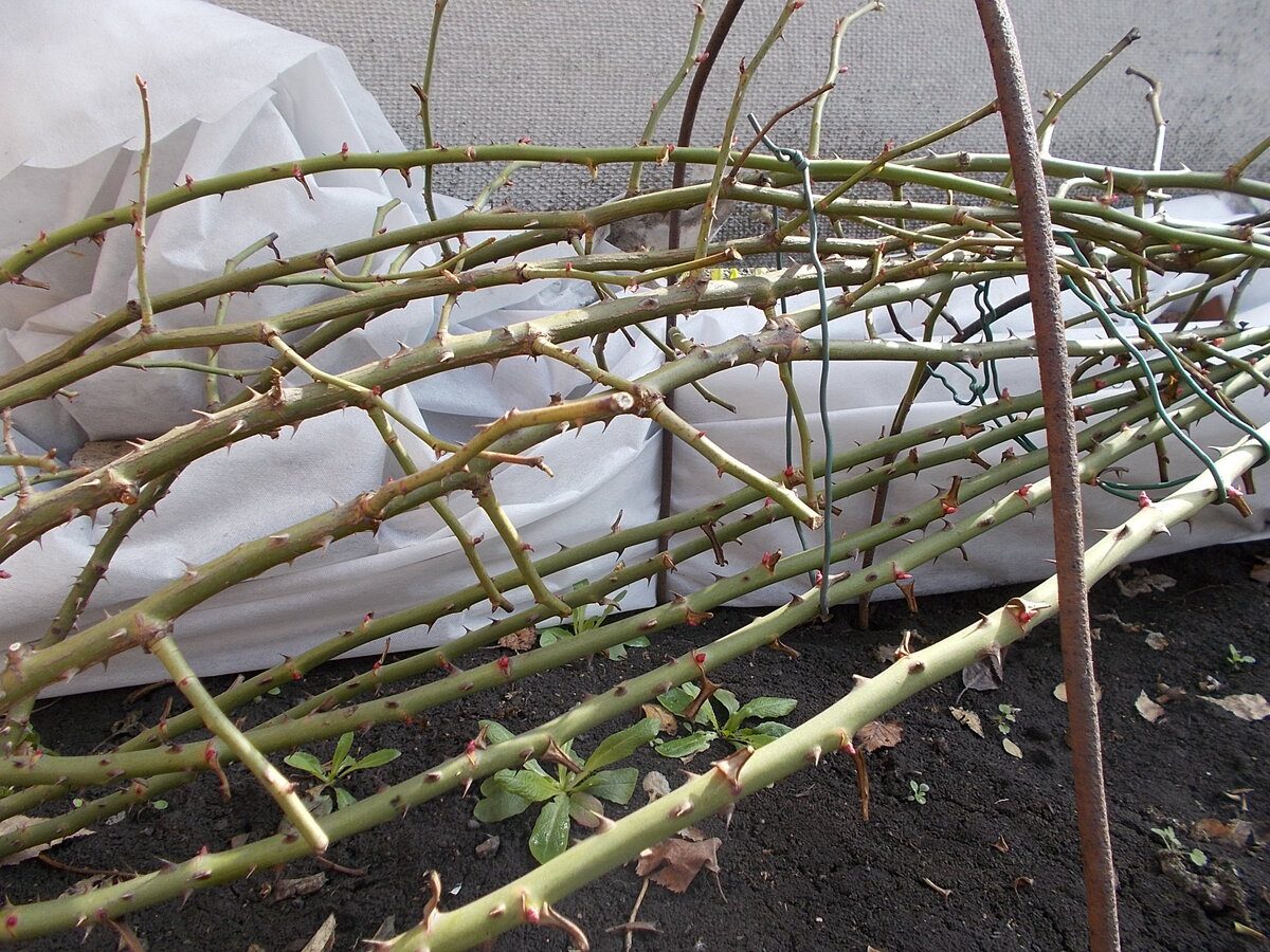 Експерти розповіли, як підготувати троянди до зимівлі для кращого цвітіння наступного року