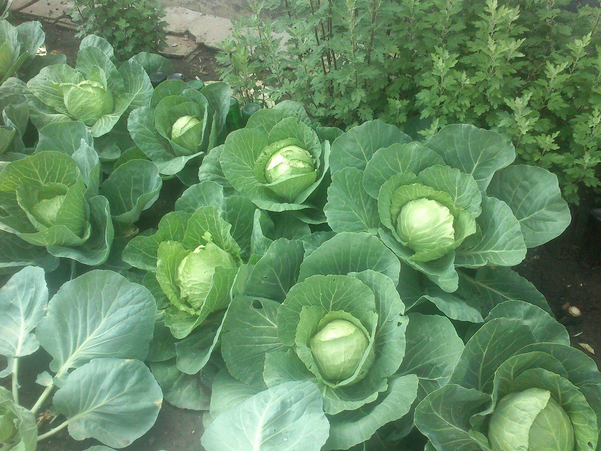 Городники розповіли, яке добриво допоможе покращити смак та збільшить розмір качанів капусти
