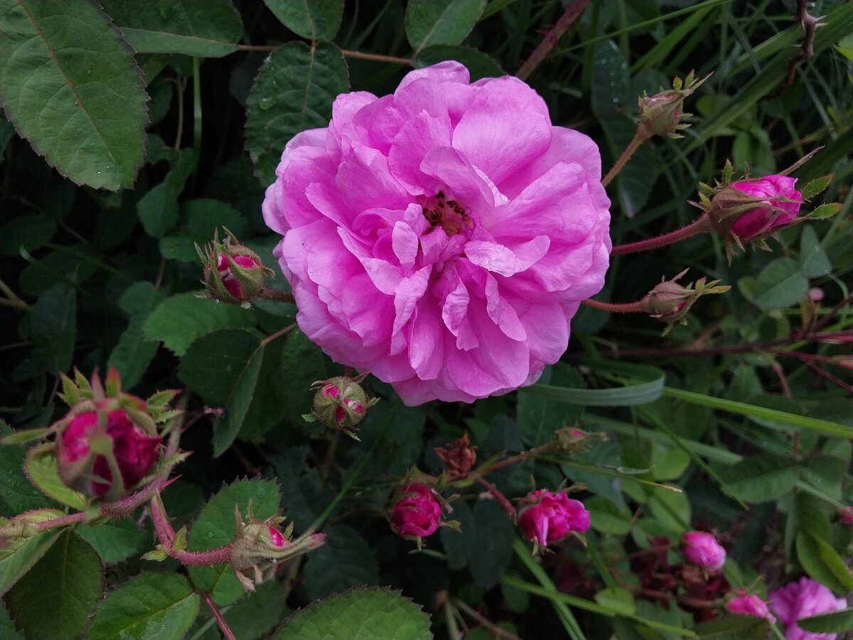 Експерти розповіли, як підготувати троянди до зимівлі для кращого цвітіння наступного року